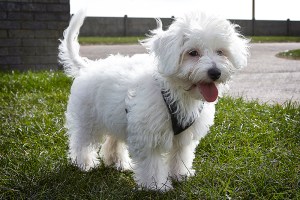 Luna: Chinese Crested Powderpuff