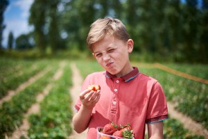 Starwberry Picking